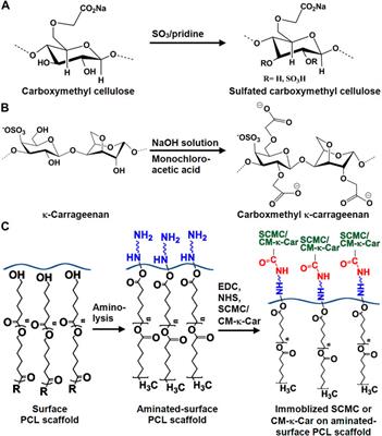 Sulfated carboxymethyl cellulose and carboxymethyl κ-carrageenan immobilization on 3D-printed poly-ε-caprolactone scaffolds differentially promote pre-osteoblast proliferation and osteogenic activity